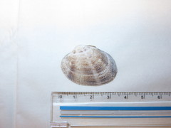 Ruditapes philippinarum