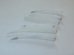 Dentalium octangulatum