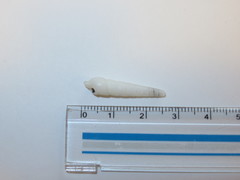 Terebra