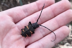 Pycnopsis brachyptera