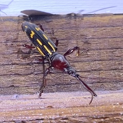 Ectocemus decemmaculatus