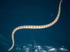Hydrophis lapemoides