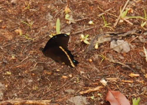 Greenband Swallowtail