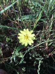 Pyrrhopappus pauciflorus
