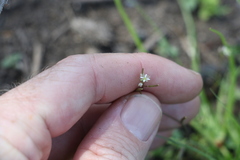 Rorippa laciniata