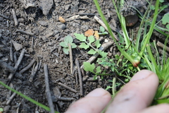 Rorippa laciniata