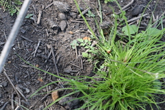 Rorippa laciniata