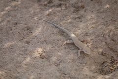 Acanthodactylus schmidti
