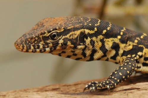 Nile Monitor