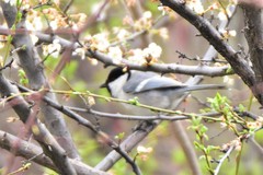 Parus major ferghanensis