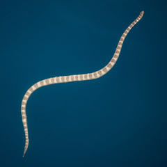 Hydrophis lapemoides