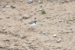 Charadrius dubius curonicus