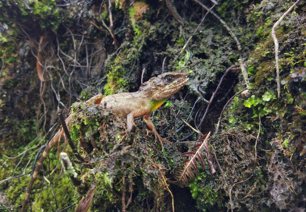 Anderson's Mountain lizard (Japalura andersoniana) · iNaturalist