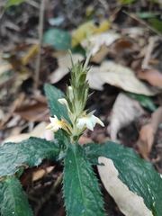 Acanthus leucostachyus