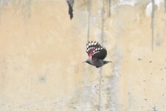 Tichodroma muraria