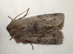 Orthosia populeti