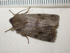 Orthosia populeti