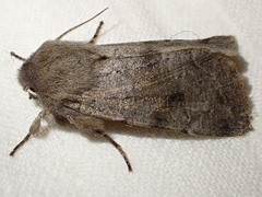 Orthosia populeti