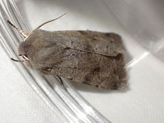 Orthosia populeti