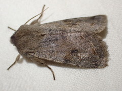 Orthosia populeti
