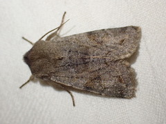 Orthosia populeti