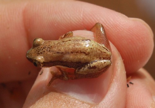 Delicate Spiny Reed Frog
