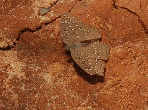 Guineafowl Butterfly