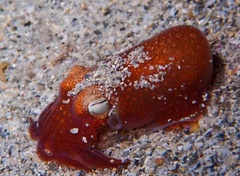 Sepiadarium austrinum