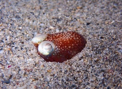 Sepiadarium austrinum