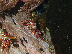 Rhynchocinetes typus