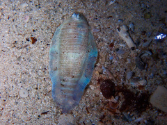 Harrowed Sole photo 4