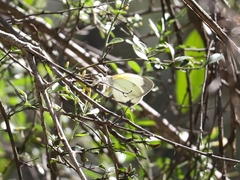 Elodina