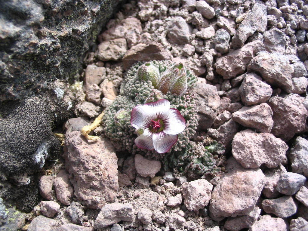 Nototriche