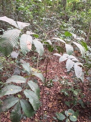 Trichilia tessmannii