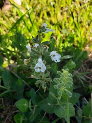 Salvia ovalifolia