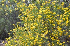 Adenocarpus telonensis