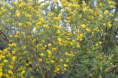 Adenocarpus telonensis