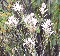 Asphodelus serotinus