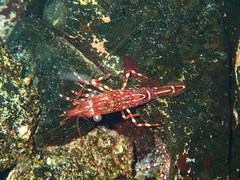 Rhynchocinetes typus