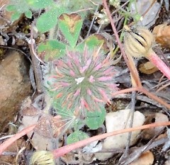 Trifolium hirtum