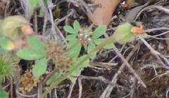 Trifolium glomeratum