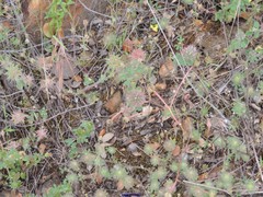 Trifolium hirtum
