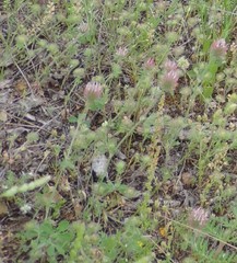 Trifolium hirtum