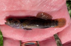 Etheostoma nigripinne