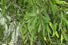 Alectryon oleifolius