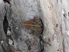 Phrynobatrachus alleni