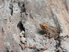 Phrynobatrachus alleni