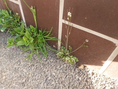 Brassicaceae