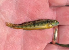 Etheostoma duryi