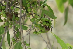 Alectryon oleifolius